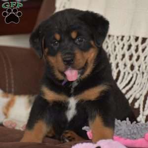 Azalea, Bernese Mountain Dog Mix Puppy